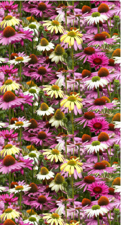 8091481078326897.png 8091481078326897.png